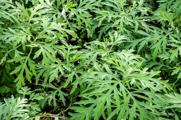 Artemisia annua branch green leaves on natural background.