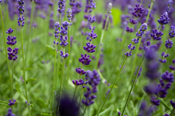 The stunningly beautiful lavender flowers are now fully blooming, creating a serene and calming atmosphere for everyone