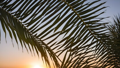 Morning Sunrise Evening Sunset Ocean Palm Coconut Tree Sunlight Peaceful Horizon Background Texture