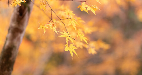 黄色に色づく美しいモミジの葉