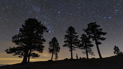 Starry Night with Silhouetted Pine Trees