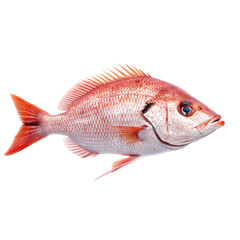 Fototapeta premium Red Snapper Fish on Transparent Background
