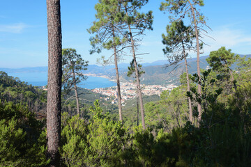 View of sea from top mountain. Nature and pine trees. Cove and landscape of Mediterranean Sea. Tourism and vacation. 