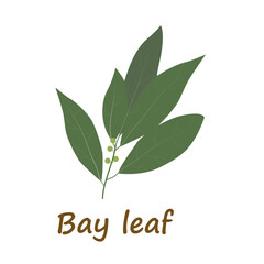 Bay leaf in flat style. Bay leaves isolated on white background. Vector illustration