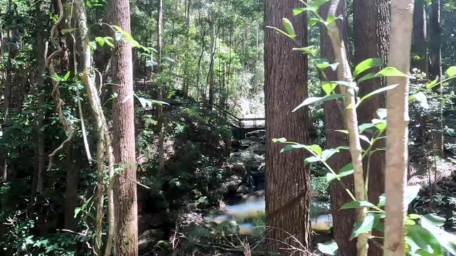 Rainforest on Kondalilla Falls Trail: Iconic Bushwalks and Hiking Trails in the Sunshine Coast Hinterland, Queensland