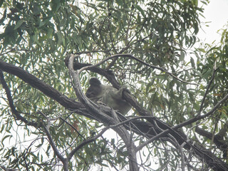 A couple of beautiful Koalas are peacefully sitting on a tree branch Koala Magnetic Island Australia
