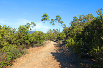 Obraz premium Path at top of mountain. Nature and pine trees. Landscape of Mediterranean Sea. Hiking, tourism and vacation. 