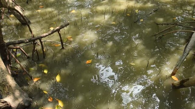 The phenomenon of high tide in the mangrove forest.