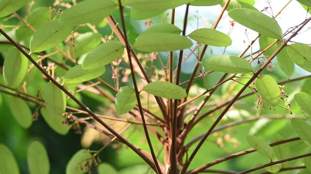 Eurycoma longifolia Jack or Tongkat Ali green leaves and flowers on natural background.