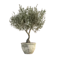 Fototapete Rund Olive Tree in a Pot on Transparent Background © khajar