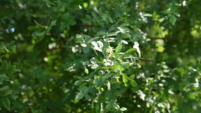 Thanakha or Hesperethusa crenulata(Roxb.) Roem.green leaves on natural background.