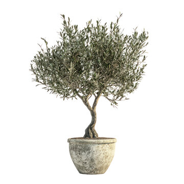 Olive Tree in a Pot on Transparent Background