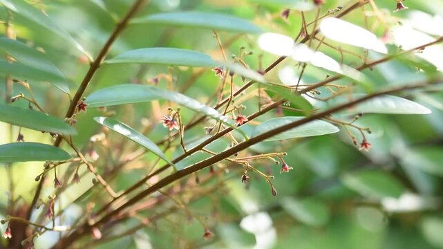 Eurycoma longifolia Jack or Tongkat Ali green leaves and flowers on natural background.