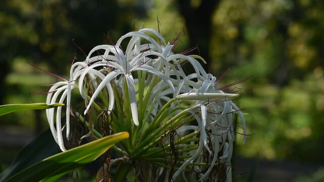 Crinum asiaticum branch flowers on natural background.