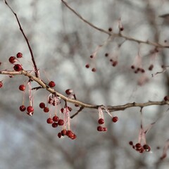 red berries on a branch