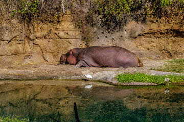 A hippo is laying down in the water