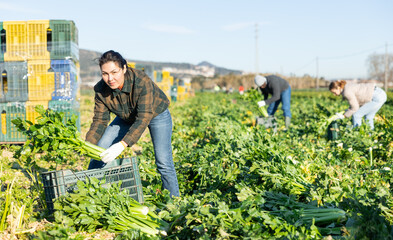 Woman engaged in cultivation of organic vegetables, arranging crop of ripe celery in boxes on...