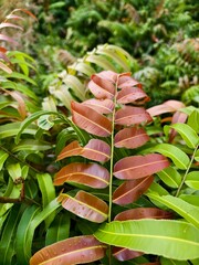 Kelakai plants (Stenochlaena Palustris) grow wild and abundantly in the tropical nature of Kalimantan © RMX IMG