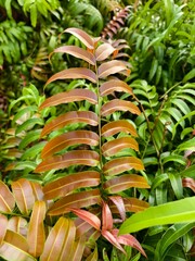 Kelakai plants (Stenochlaena Palustris) grow wild and abundantly in the tropical nature of Kalimantan © RMX IMG