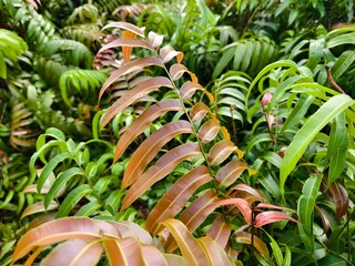 Kelakai plants (Stenochlaena Palustris) grow wild and abundantly in the tropical nature of Kalimantan © RMX IMG