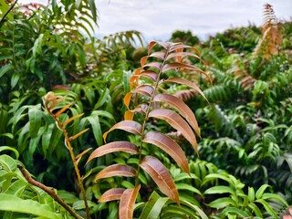 Kelakai plants (Stenochlaena Palustris) grow wild and abundantly in the tropical nature of Kalimantan