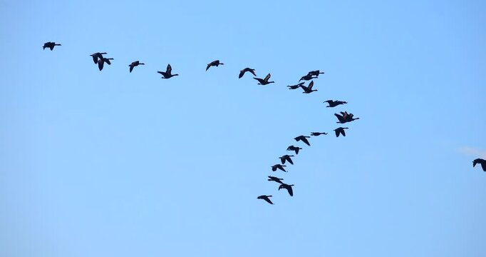 Canada Geese flying in graceful slow motion isolated on blue sky background
