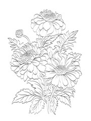 Vector art line drawing of Marigold flower
