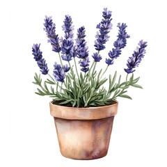 Fototapeta premium Lavender in Terracotta Pot: Watercolor illustration of a vibrant lavender plant in a rustic terracotta pot, capturing the essence of tranquility and natural beauty. 