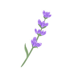 Obraz premium Lavender branch isolated on white background. Vector cartoon flat illustration. Floral design element.