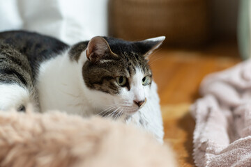 窓辺でくつろぐ可愛い猫　キジトラ白