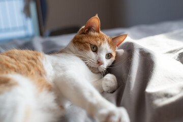 寝室のベッドで寝そべってくつろぐ可愛い猫　茶トラ白