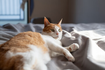 寝室のベッドで寝そべってくつろぐ可愛い猫　茶トラ白