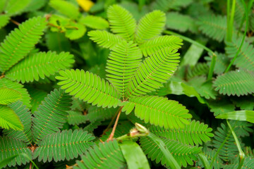 Close up view of mimosa leaves
