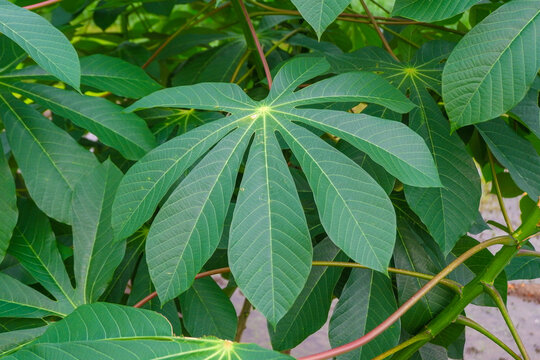 Close up of green cassava leaves
