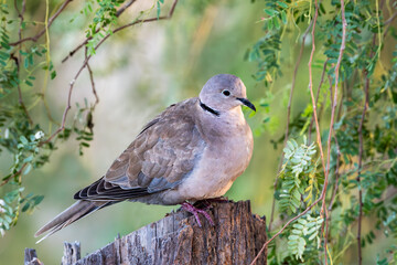 "grace in feathers: the beauty of a pigeon"