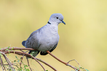 Perched Serenity: The Stillness of a Pigeon"