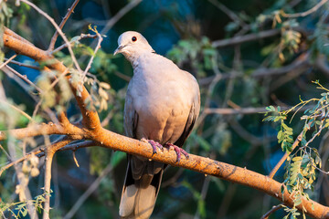 "grace in feathers: the beauty of a pigeon"