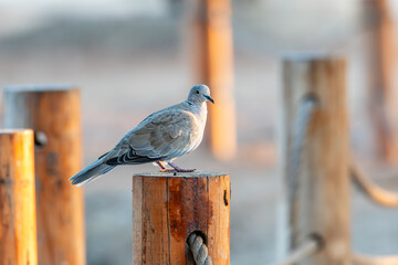 "Grace in feathers: the beauty of a Pigeon"