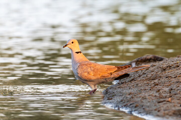 
"Tranquil Beauty: A Dove by the Lakeside"