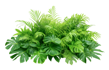 lush green fresh tropical plants bush, a cluster of leaves isolated on transparent white background. cutout png
