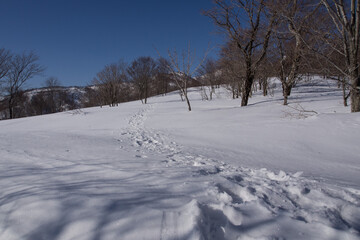 Naklejka premium 雪原歩き