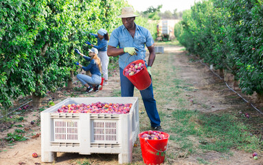 Focused african american male farmer, working in a fruit nursery at the harvest, pours ripe recently harvested plums from a ..bucket into a crate