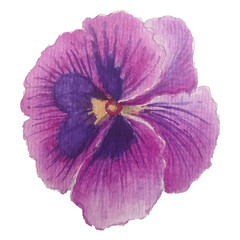 pink flower isolated on white background