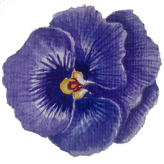 poppy flower isolated on white background