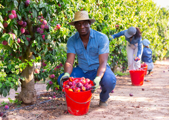 Concentrated african american man working on a farm in a fruit nursery plucks ripe plums from a tree