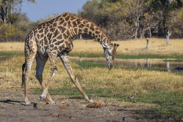 Giraffe bends down to drink