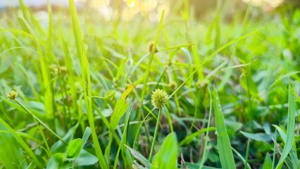 Close-up of grass with sunlight in the morning