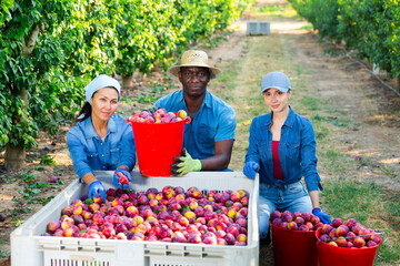 Portrait of three hardworking farmers squatting in a fruit nursery with buckets full of ripe plums, next to a crate of ..recently harvested fruit