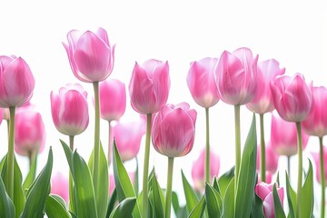 Fototapeta premium Pink Tulips in Bloom