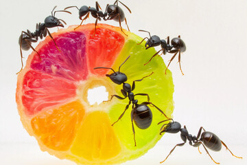 ants solving problem of food transportation, teamwork